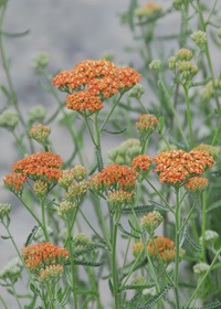 Achillea millefolium 'Terra Cotta'